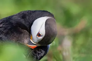 Preening Prints: Close up portrait of a puffin on the farne islands