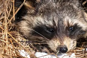 Raccoon Prints: Close Up Racoon