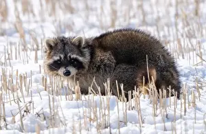 Raccoon Prints: Close Up Racoon