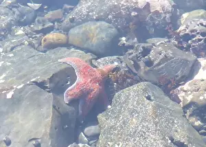 Crustaceans Prints: Close up of one redish orange star fish on rocks underwater in a shallow tide pool