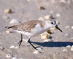 Shorebird Prints: A close up of a sandpiper running along a beach in Naples Florida