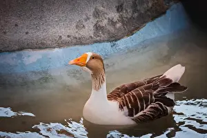 Geese Prints: Close up of a Scania goose swimming in a pond