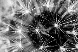 Differential Focus Prints: Close up shot of a Dandelion seed head showing the still attached individual seeds converted to a black and white