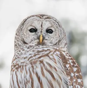 Camoflage Prints: Close up showing details in face and body feathers of barred owl