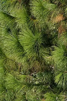 Pines Prints: Close up of a slash pine in soft focus for background
