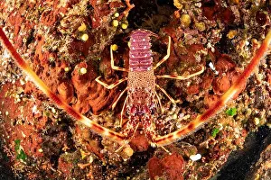 Overhead View Prints: Close up of a Spiny Lobster, (Palinurus elephas)