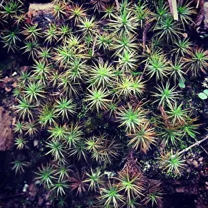 Humid Prints: close up of starry moss, full frame