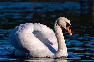Mute Swans Prints: A close-up of an adult mute swan close up, Salt Spring Island, BC Canada