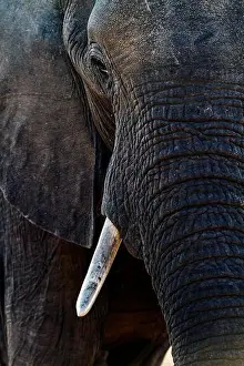 Botswana Prints: Close-up of an African Elephant (Loxodonta africana) drinking at a water hole, Botswana