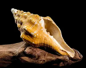 Whelk Prints: Close-up of an Africofusus ocelliferus shell
