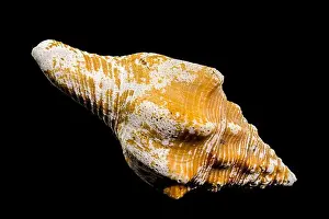 Whelk Prints: Close-up of an Africofusus ocelliferus shell
