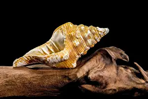 Whelk Prints: Close-up of an Africofusus ocelliferus shell