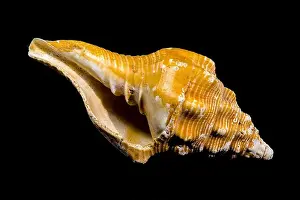 Whelk Prints: Close-up of an Africofusus ocelliferus shell