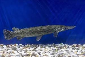 Cruel Prints: Close-up of Alligator gar in the aquarium. Side view of Alligator gar