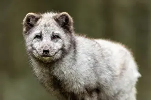 Canoidea Prints: A close-up of an arctic fox (Alopex lagopus)