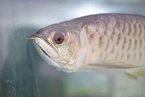 Animal Head Prints: Close-up of Arowana in the aquarium. Headshot of Arowana