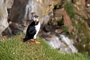 Vigilant Prints: Close-up of an Atlantic Puffin in its natural habitat on a grassy cliff in Iceland