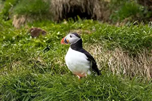 Vigilant Prints: Close-up of an Atlantic Puffin in its natural habitat on a grassy cliff in Iceland