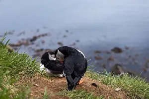 Vigilant Prints: Close-up of an Atlantic Puffin in its natural habitat on a grassy cliff in Iceland