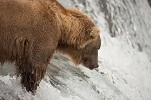 Brown Bear Prints: Close-up of bear salmon fishing on waterfall