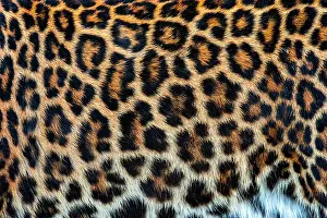Close-up beautiful texture of real leopard skin, fur