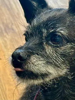 Whiskers Prints: Close-up of a black dog's face