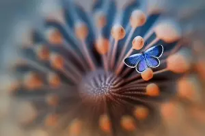 Dreamlike Prints: Close-up of a blue Butterfly on a flowering plant, Indonesia