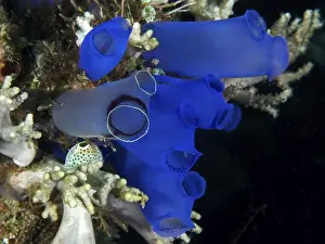 Sections Prints: Close-up of Blue Sea Squirt (Clavelina coerulea) and corals in the sea