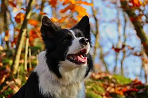 Animal Head Prints: Close-up of Border Collie Head in Sunny Autumn Forest