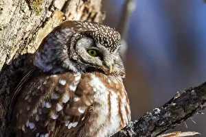 Boreal Prints: A close-up of Boreal owl (Aegolius funereus) or Tengmalm's owl in winter