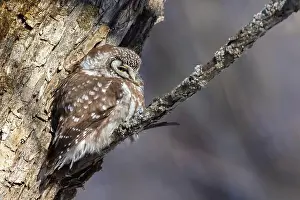 Boreal Prints: A close-up of Boreal owl (Aegolius funereus) or Tengmalm's owl in winter