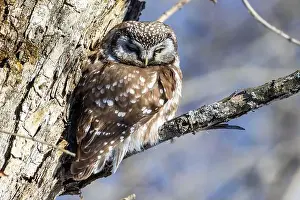 Boreal Prints: A close-up of Boreal owl (Aegolius funereus) or Tengmalm's owl in winter