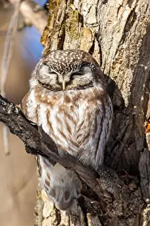 Boreal Prints: A close-up of Boreal owl (Aegolius funereus) or Tengmalm's owl in winter