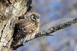 Boreal Prints: A close-up of Boreal owl (Aegolius funereus) or Tengmalm's owl in winter