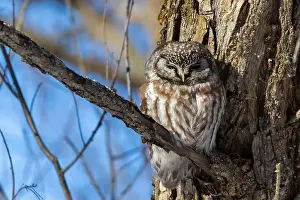 Boreal Prints: A close-up of Boreal owl (Aegolius funereus) or Tengmalm's owl in winter
