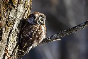 Boreal Prints: A close-up of Boreal owl (Aegolius funereus) or Tengmalm's owl in winter
