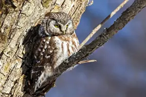 Boreal Prints: A close-up of Boreal owl (Aegolius funereus) or Tengmalm's owl in winter