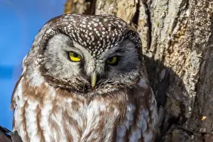 Boreal Prints: A close-up of Boreal owl (Aegolius funereus) or Tengmalm's owl in winter