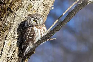 Boreal Prints: A close-up of Boreal owl (Aegolius funereus) or Tengmalm's owl in winter