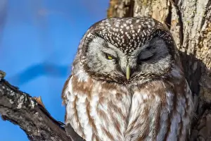 Boreal Prints: A close-up of Boreal owl (Aegolius funereus) or Tengmalm's owl in winter