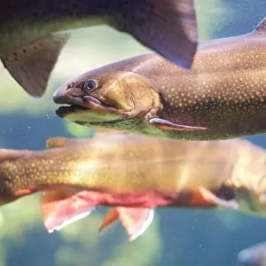 Water Reflection Prints: Close-Up of Brook Trout: Vivid close-up of a brook trout in water
