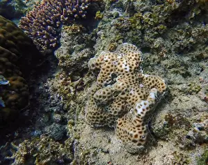 Underwater Exploration Prints: Close-up of brown and white hard corals surrounded by dead and red living corals