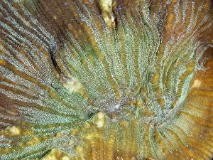 Stone Corals Prints: Close-up of a bulging coral (Open brain coral) with green and brown colour nuances