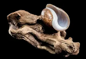 Softshell Prints: Close-up of a Bulla quoyii, also known as the brown bubble snail