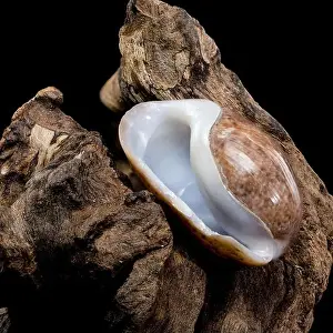 Softshell Prints: Close-up of a Bulla quoyii, also known as the brown bubble snail