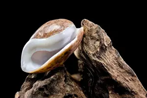 Softshell Prints: Close-up of a Bulla quoyii, also known as the brown bubble snail