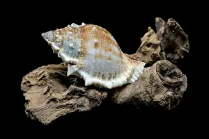 Sea Inspired Prints: Close-up of a Bursa spinosa seashell displayed on textured driftwood against a black background