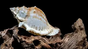 Sea Inspired Prints: Close-up of a Bursa spinosa seashell displayed on textured driftwood against a black background