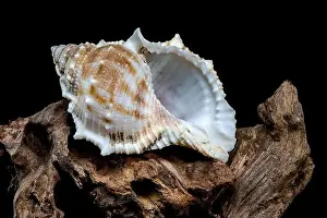 Sea Inspired Prints: Close-up of a Bursa spinosa seashell displayed on textured driftwood against a black background