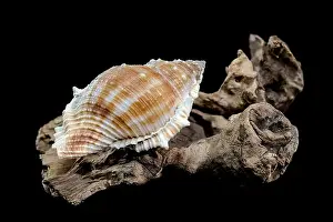 Sea Inspired Prints: Close-up of a Bursa spinosa seashell displayed on textured driftwood against a black background
